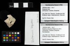Foto (Objekt + Etiketten) von Bullariscus triquetrus (Robins et al., 2013) 
